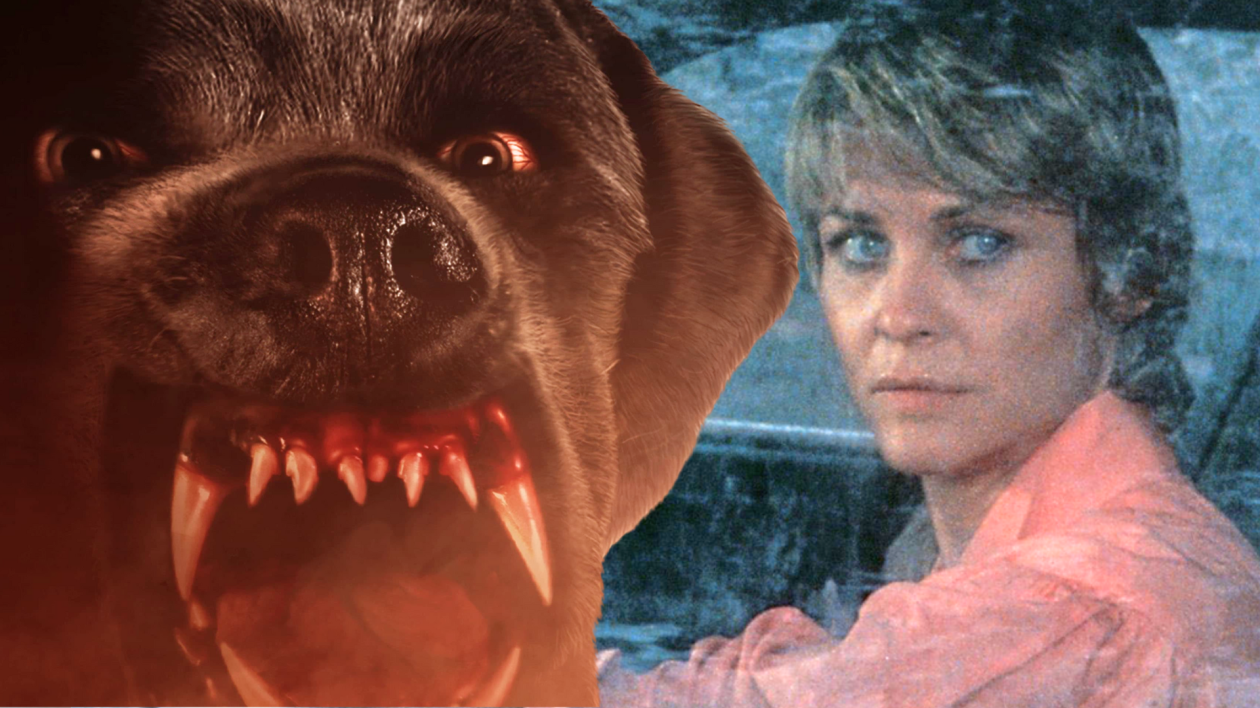 Stephen King et Netflix : un énorme réalisateur pour la nouvelle adaptation de Cujo ?